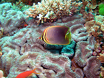 Eastern Triangular Butterflyfish