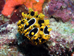 Nudibranch