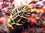 Nudibranch