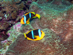 Orange-Finned Anemonefish 