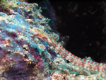 Orange-Spotted Pipefish