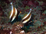 Pennant Bannerfish