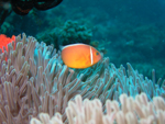 Pink Anemonefish