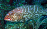 Tiger Grouper