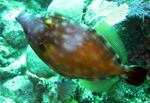 Whitespotted Filefish