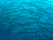 School of Barraccuda