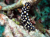 Nudibranch