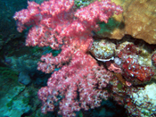 Soft Coral