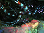 Banded Coral Shrimp