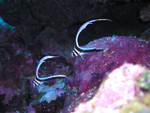 Juvenile Spotted Drum