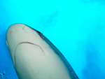 Reef Shark