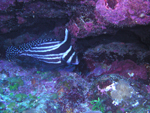 Adult Spotted Drum